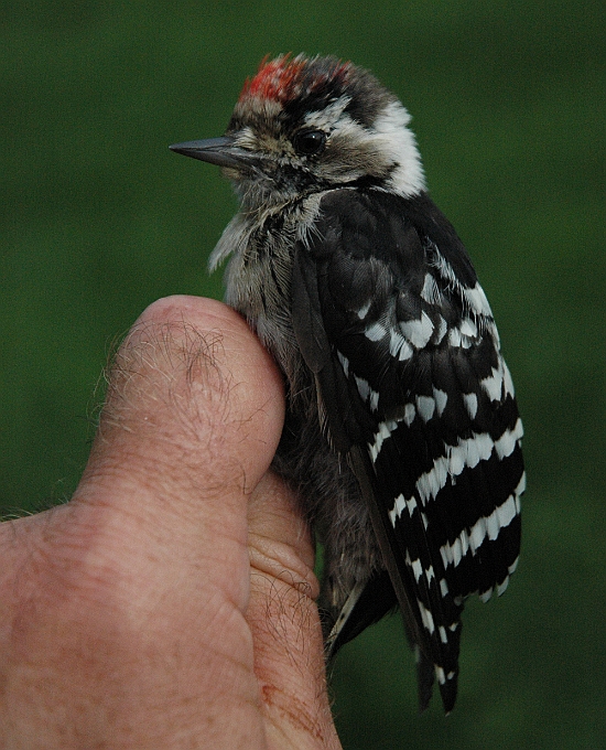 Lesser Spotted Woodpecker, Sundre 20110817